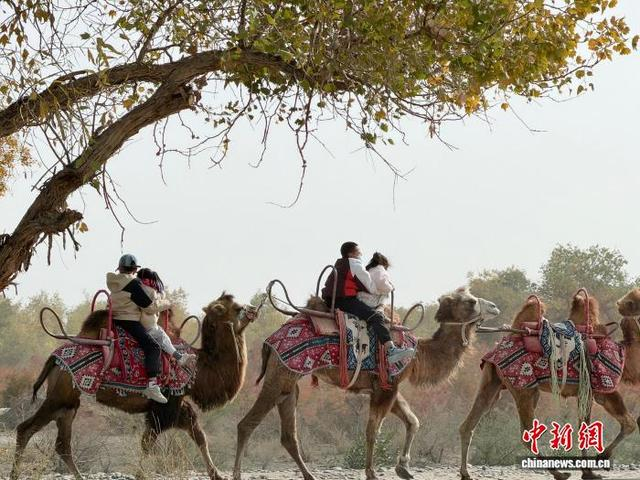 图为游客在胡杨林感受骆驼骑行。张家伟 摄