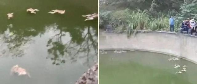 相关视频截图