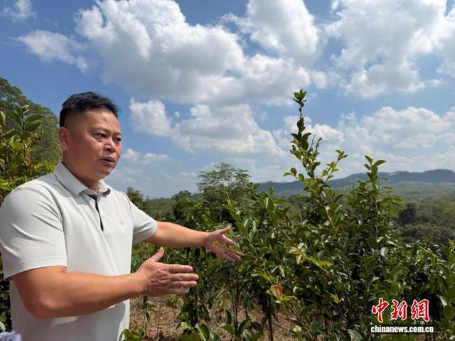 图为玉林市国家储备林福绵区石和镇塘茂村示范基地工作人员介绍林下套种香料模式。陈秋霞 摄