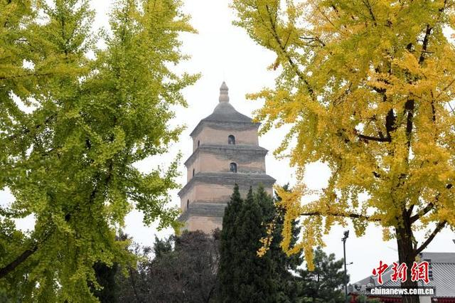 10月27日，西安大雁塔下秋色浓，吸引游客观赏游玩。图为大雁塔。中新社记者 张远 摄
