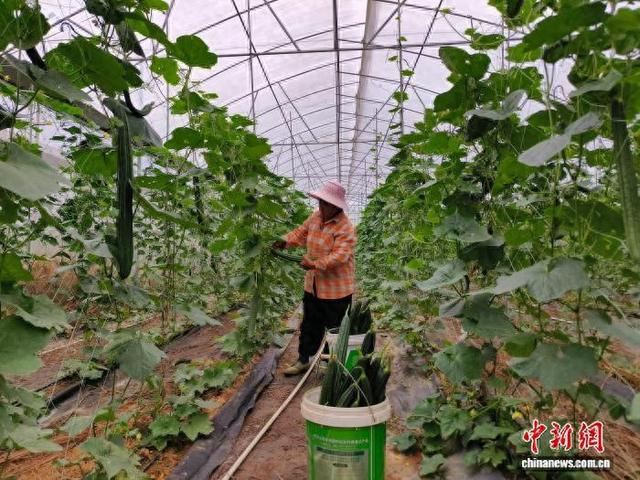 图为工人正在采摘丝瓜。首春英 摄