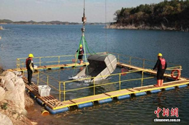 密云水库2026秋季增殖放流工作有序启动。北京市密云区供图