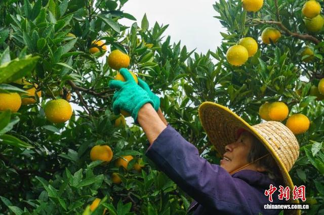 秭归橙农在田间采摘九月红脐橙。周仕伟 摄