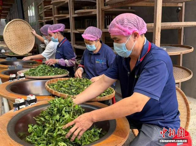 图为工人在炒茶。陈秋霞 摄