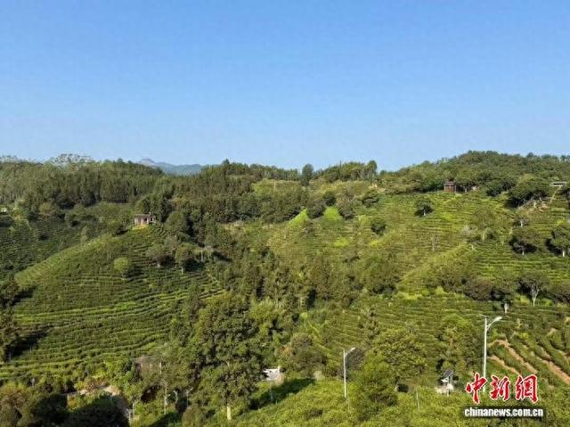 图为广西梧州市苍梧县六堡镇八集山庄茶园风光。陈秋霞 摄