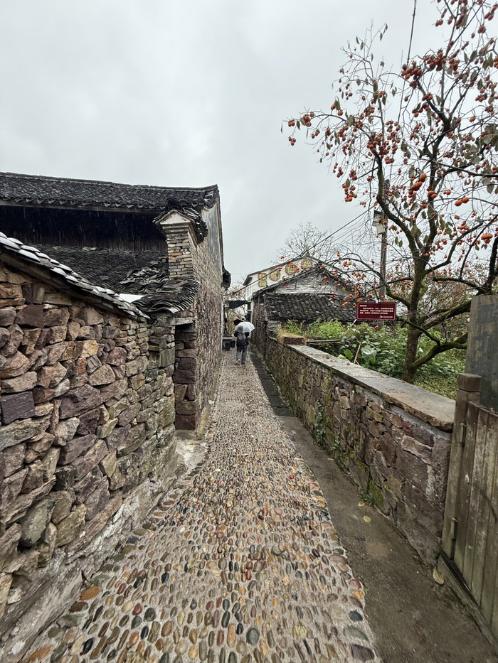 柿林村瓦屋与柿树