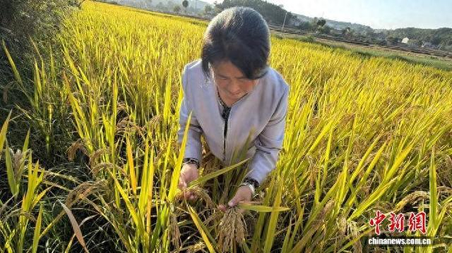 种植大户赵玉芳向记者介绍稻穗结实情况。记者 何浠摄
