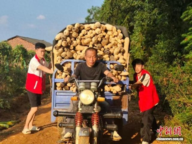 图为在寮塘乡官田村丝瓜络种植基地，农户正在转运晒干的丝瓜络。 安福县委统战部供图