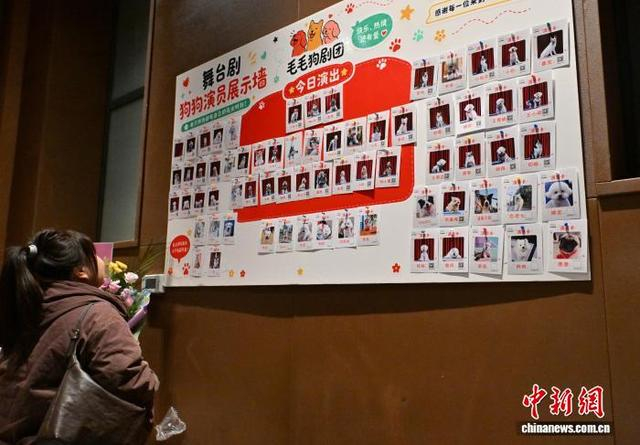 图为观众在看狗狗演员展示墙。中新社记者 张瑶 摄