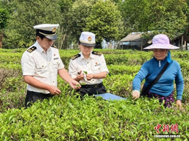 图为西双版纳海关关员在勐海县茶叶种植基地开展检查。陆燕玲 摄