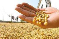 黑龙江个别大豆商打白条 资金链断裂拖欠农民卖粮款