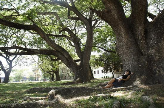 Mantis在吴哥窟的樟树下休息。