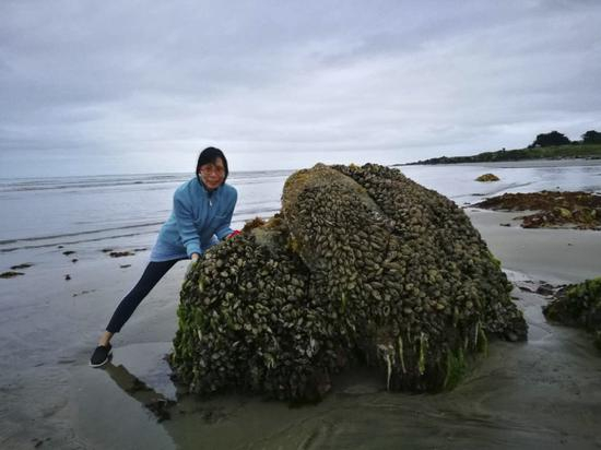 Mantis在Riverton，新西兰南岛。