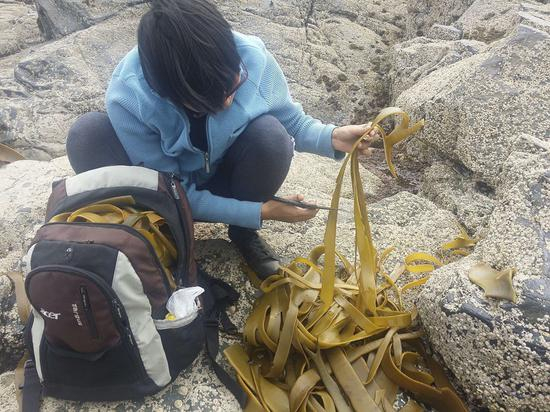 Mantis在Bluff采海松茸，Bluff是新西兰最南端的城市，距离南极很近。