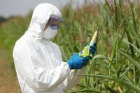 全球转基因作物种植面积今年料达两亿公顷 抵触强烈