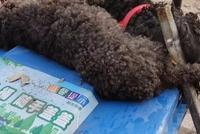 石家庄星月湖小区防疫禁遛狗 将业主两只泰迪犬打死