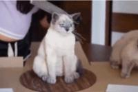 GIF|猫咪选择转身离去