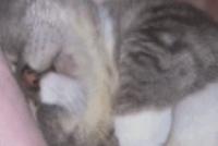 GIF|见过睡觉最香的猫咪