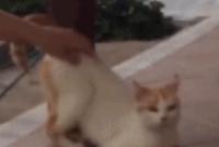 GIF|前半身一定装了稳定器
