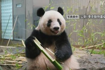 大熊猫妈妈“仙女”诞下双胞胎