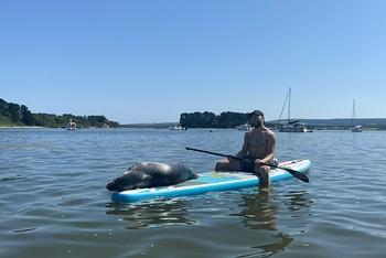 海豹浆板晒日光浴