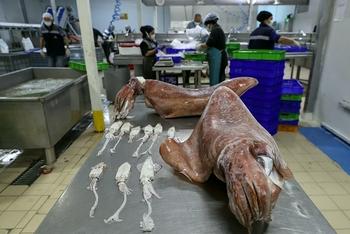 爱琴海出现16公斤巨型乌贼