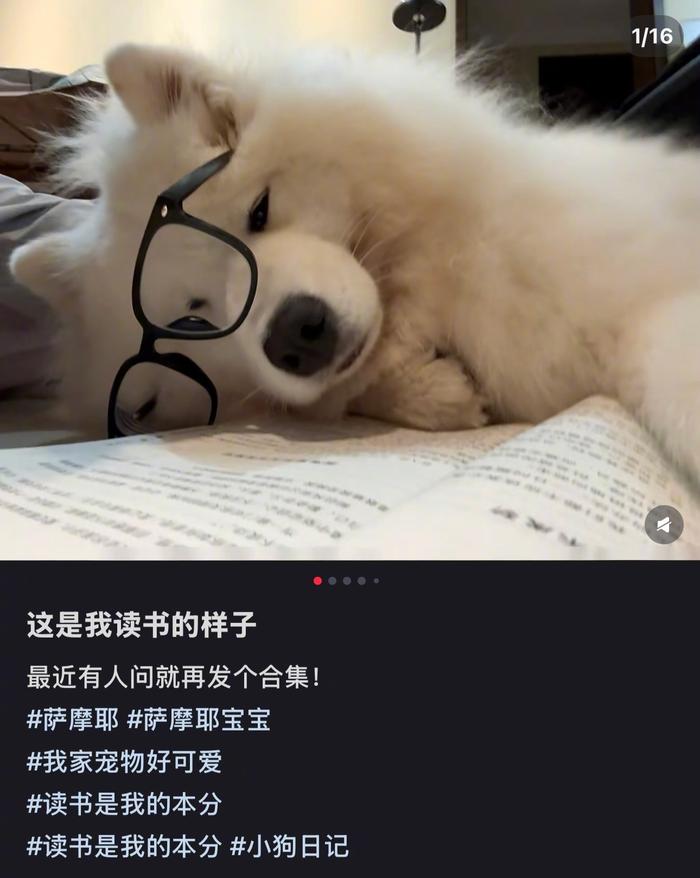 网友调侃我好像没这么努力