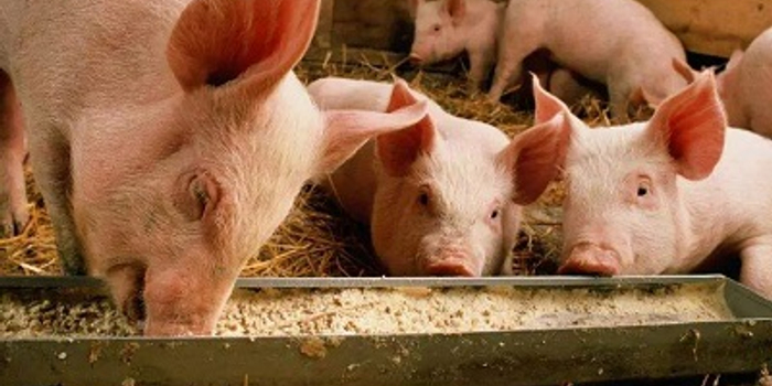 超级猪周期影响弱于预期