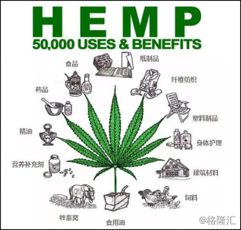 汉麻种植：绿色经济的新兴支柱