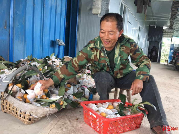  ↑果农分拣枇杷