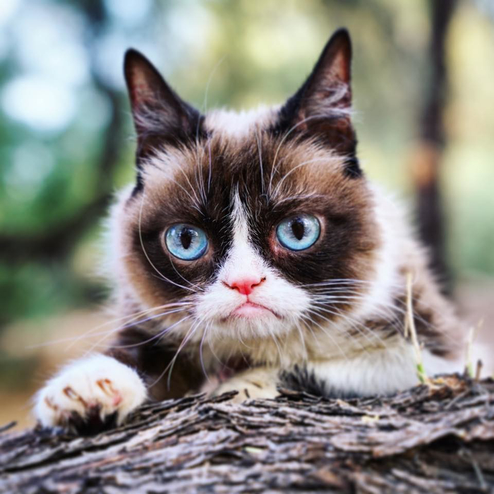 “不满猫” 图源：RT