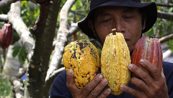 印尼日惹，一位农民刚刚采摘下的可可果实。图片来源：IC Photo