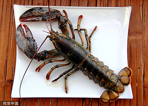 龙虾有意识吗？（视觉中国）