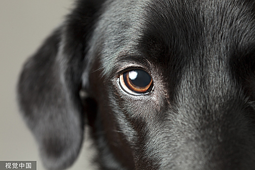 “小狗眼”总能让人心生爱怜。（视觉中国）