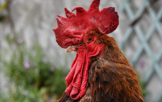 莫里斯（图源：法新社）