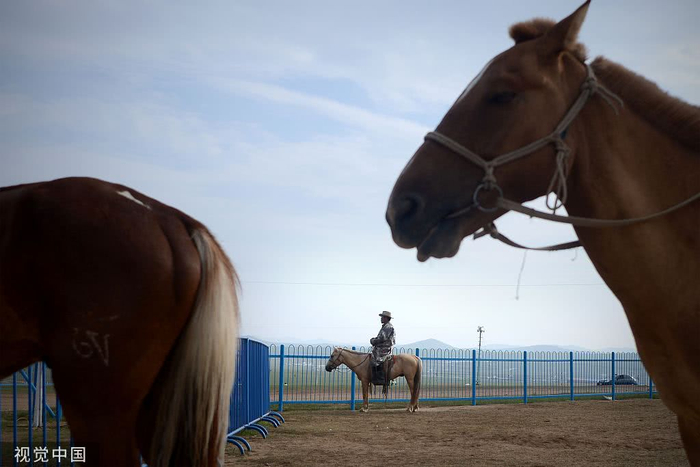 蒙古马（图源：视觉中国）