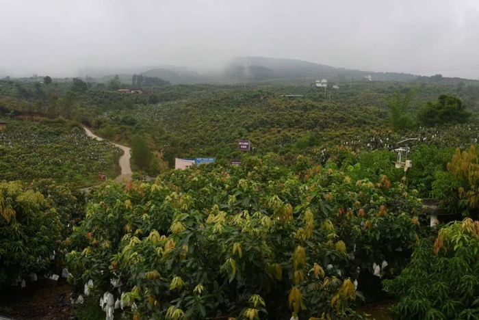 华坪县石龙坝镇德茂村村民在煤矸石上种芒果，曾经的“黑山”变成了“金山”。李宁&nbsp;摄