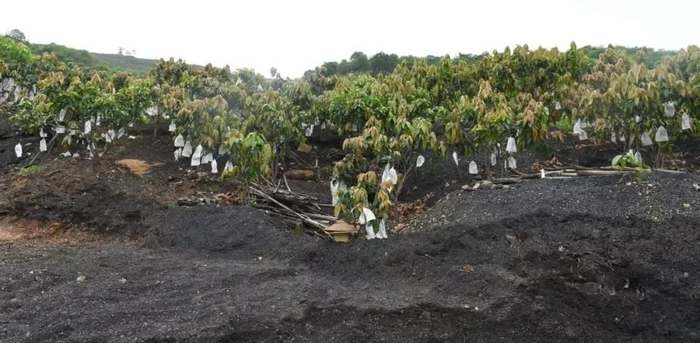 煤矸石上的芒果树。李宁 摄