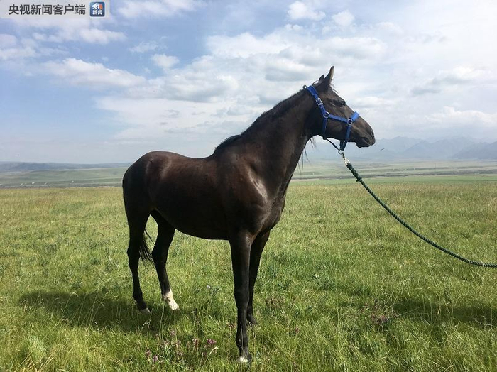　　△这是“丹马1号”，身高比一般山丹马高15厘米，四肢有力，适合中短距离赛跑。（央视记者陶鹏飞拍摄）