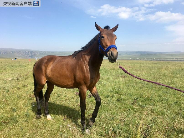 △这是“丹马2号”，优势是兼具速度与耐力。（央视记者陶鹏飞拍摄）