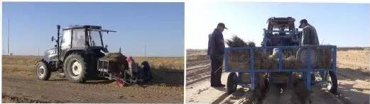 △机械化操作治沙