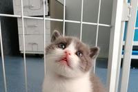 25万“复活”宠物猫 中国首只商业克隆猫亮相(图)
