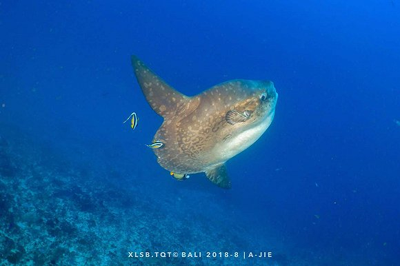 翻车鱼（图片提供：V姐）