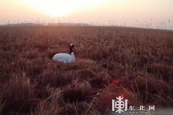 9.鸡西虎头珍宝岛湿地国家级自然保护区