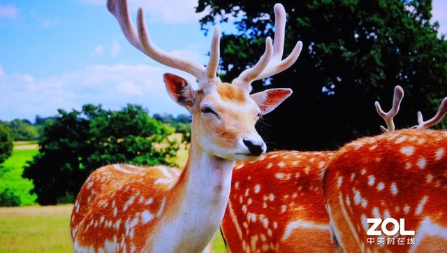  色彩饱和度高 画面浓郁