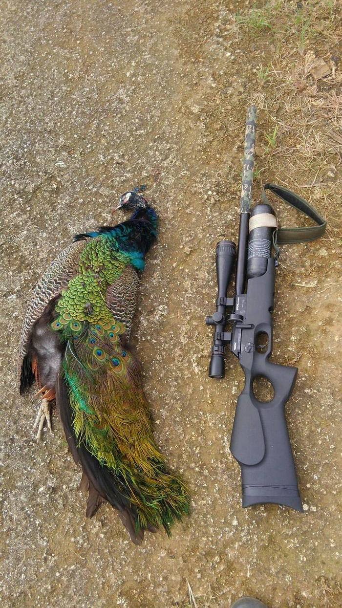 宫古岛市决定联合狩猎协会对岛上的印度孔雀进行驱除行动 “米とサーカス”&nbsp; 官网图