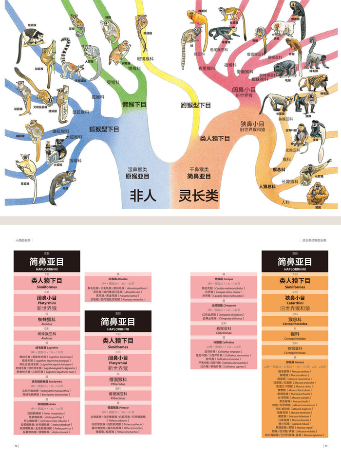 人类的本质是复读机,那……猴子呢?