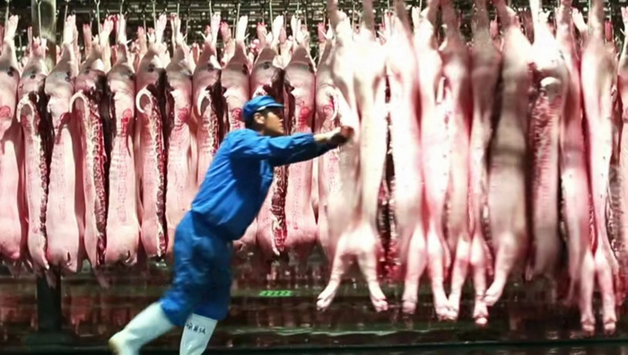 工人在整理到场的白条肉。&nbsp; &nbsp;青莲食品供图