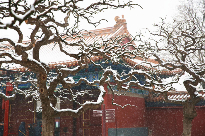 景山公园雪景。景山公园供图