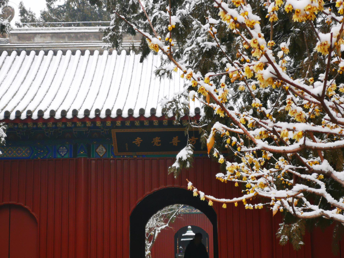 北京植物园卧佛寺内正值早花蜡梅开放。北京植物园供图